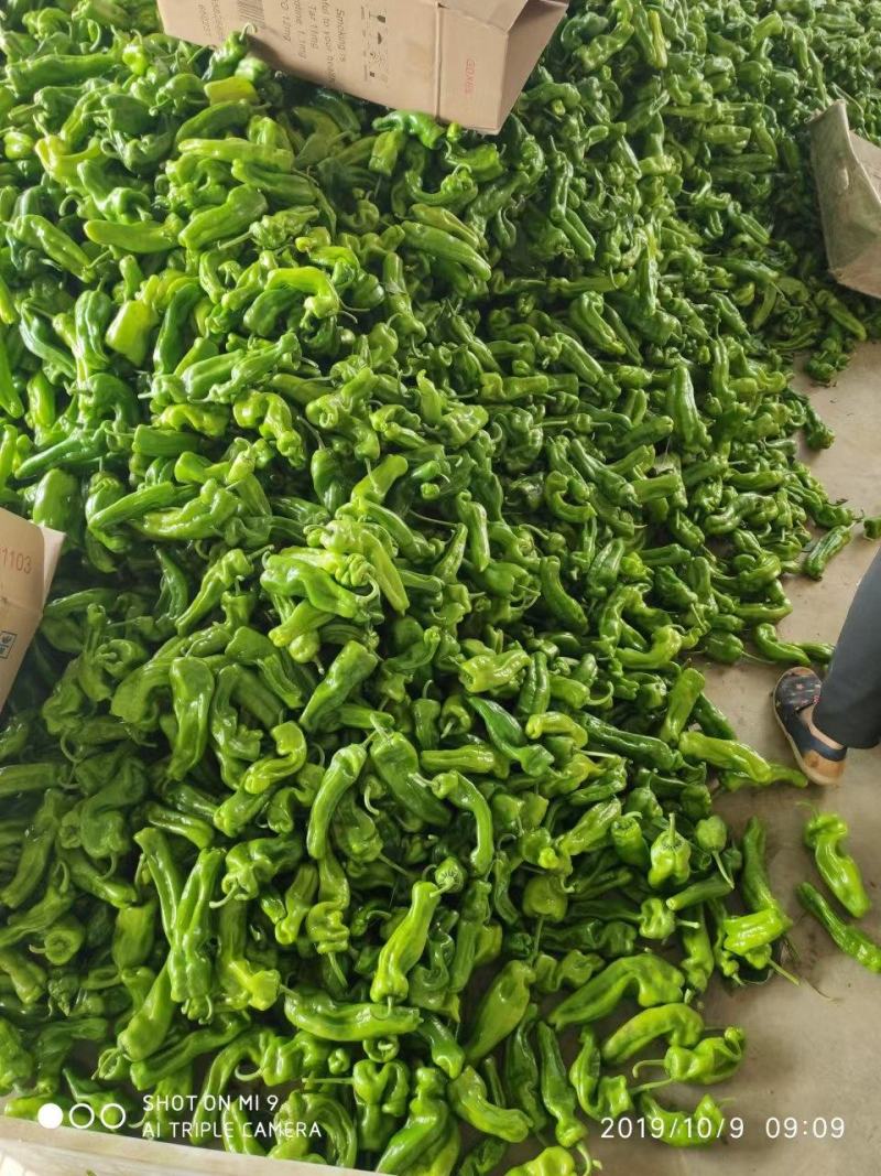 （薄皮椒青椒）质量保证一手货源量大从优