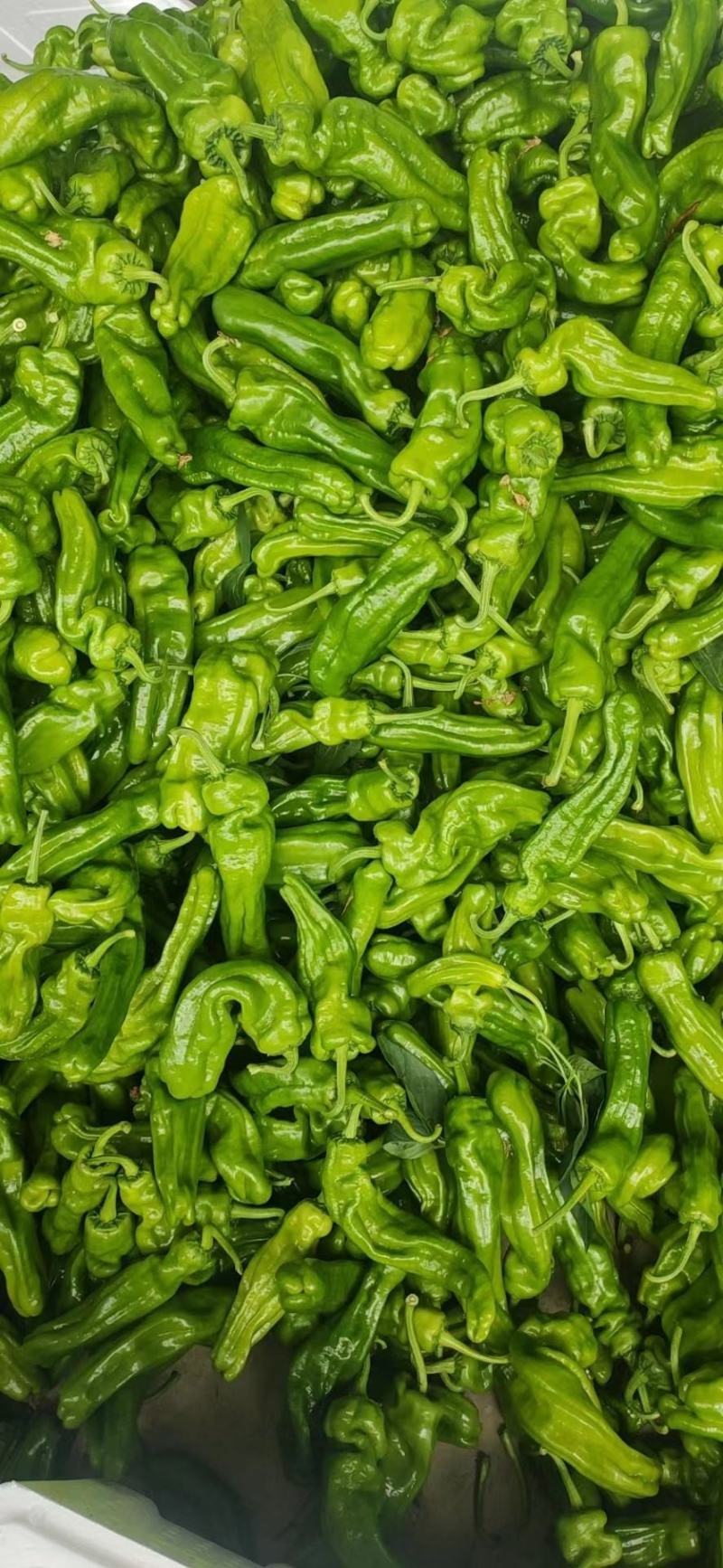 （薄皮椒青椒）质量保证一手货源量大从优