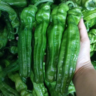 （薄皮椒青椒）质量保证一手货源量大从优