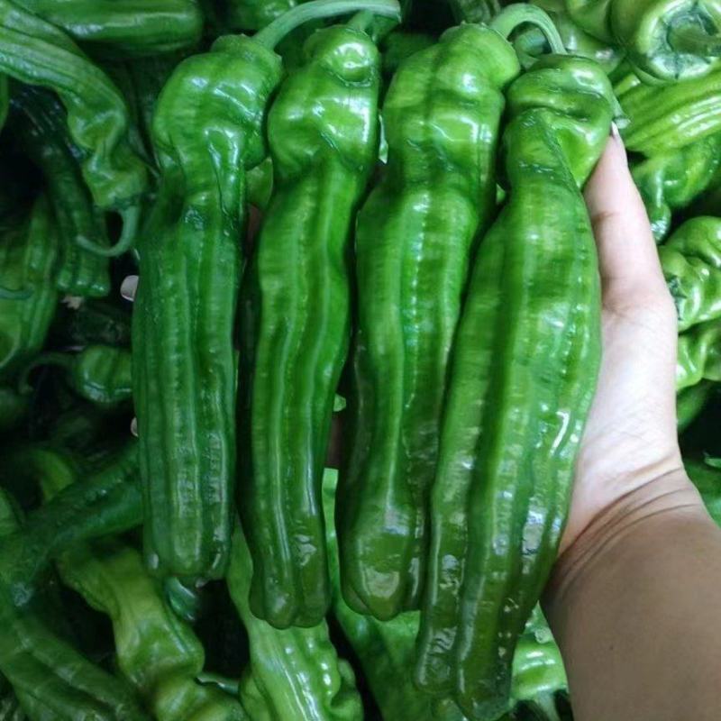 （薄皮椒青椒）质量保证一手货源量大从优