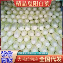 夏阳白菜《精选推荐》开封白菜一手货源诚信代发个头均匀