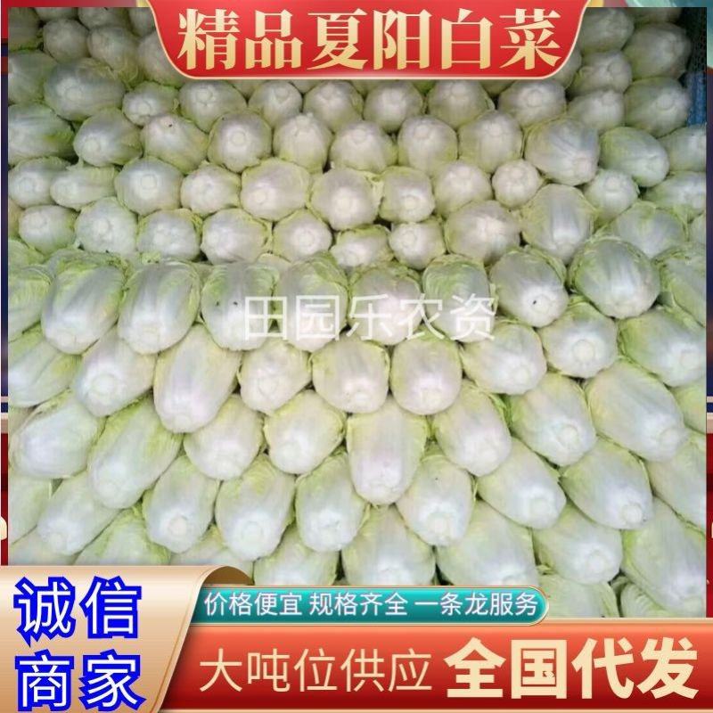 夏阳白菜《精选推荐》开封白菜一手货源诚信代发个头均匀