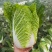 夏阳白菜《精选推荐》开封白菜一手货源诚信代发个头均匀