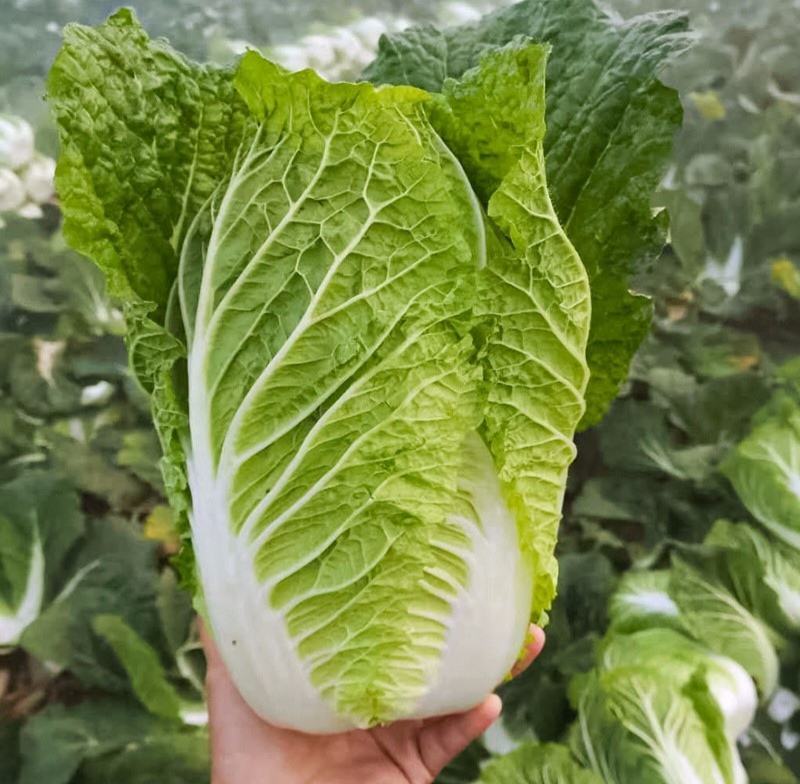 夏阳白菜《精选推荐》开封白菜一手货源诚信代发个头均匀