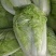 夏阳白菜《精选推荐》开封白菜一手货源诚信代发个头均匀