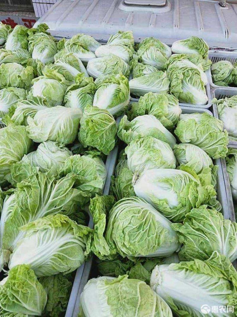 夏阳白菜《精选推荐》开封白菜一手货源诚信代发个头均匀