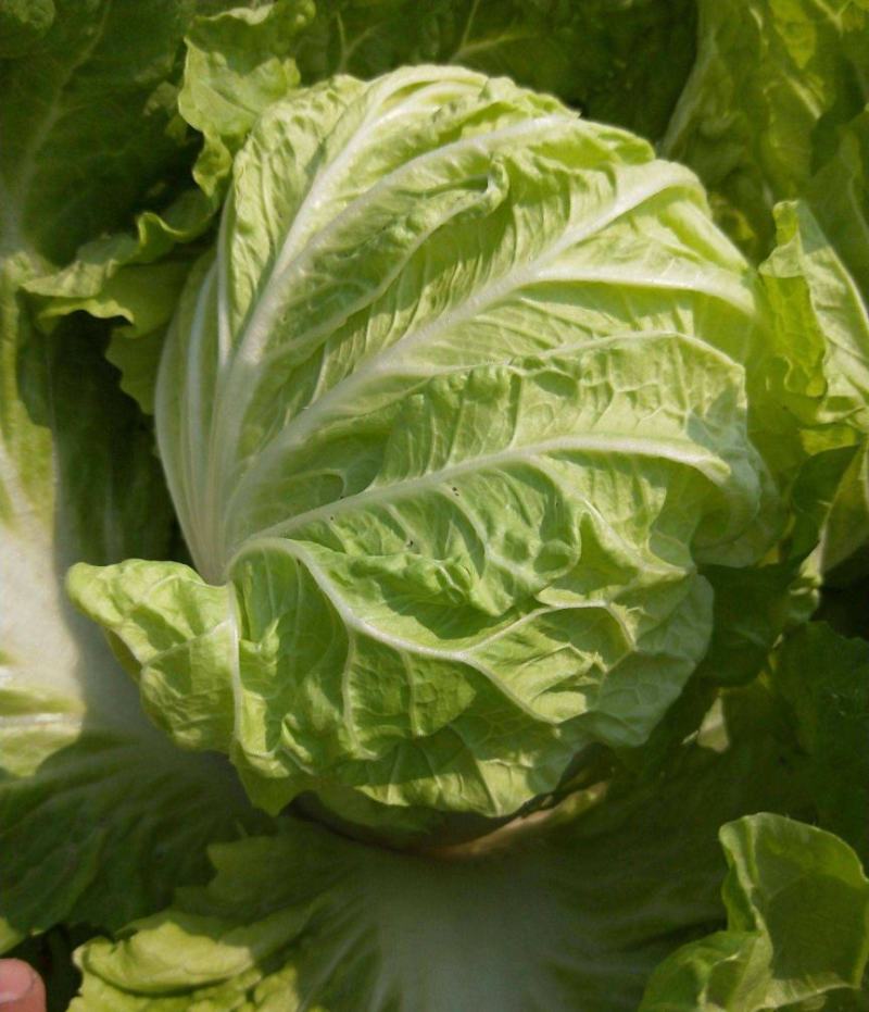 夏阳白菜《精选推荐》开封白菜一手货源诚信代发个头均匀