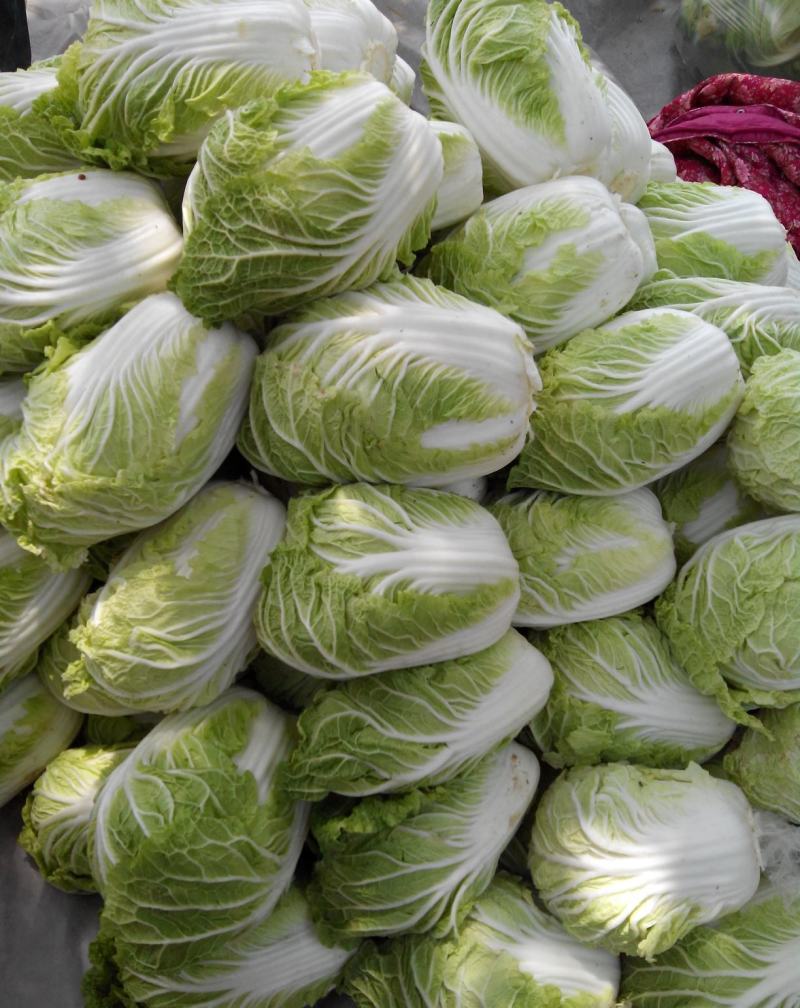 夏阳白菜《精选推荐》开封白菜一手货源诚信代发个头均匀