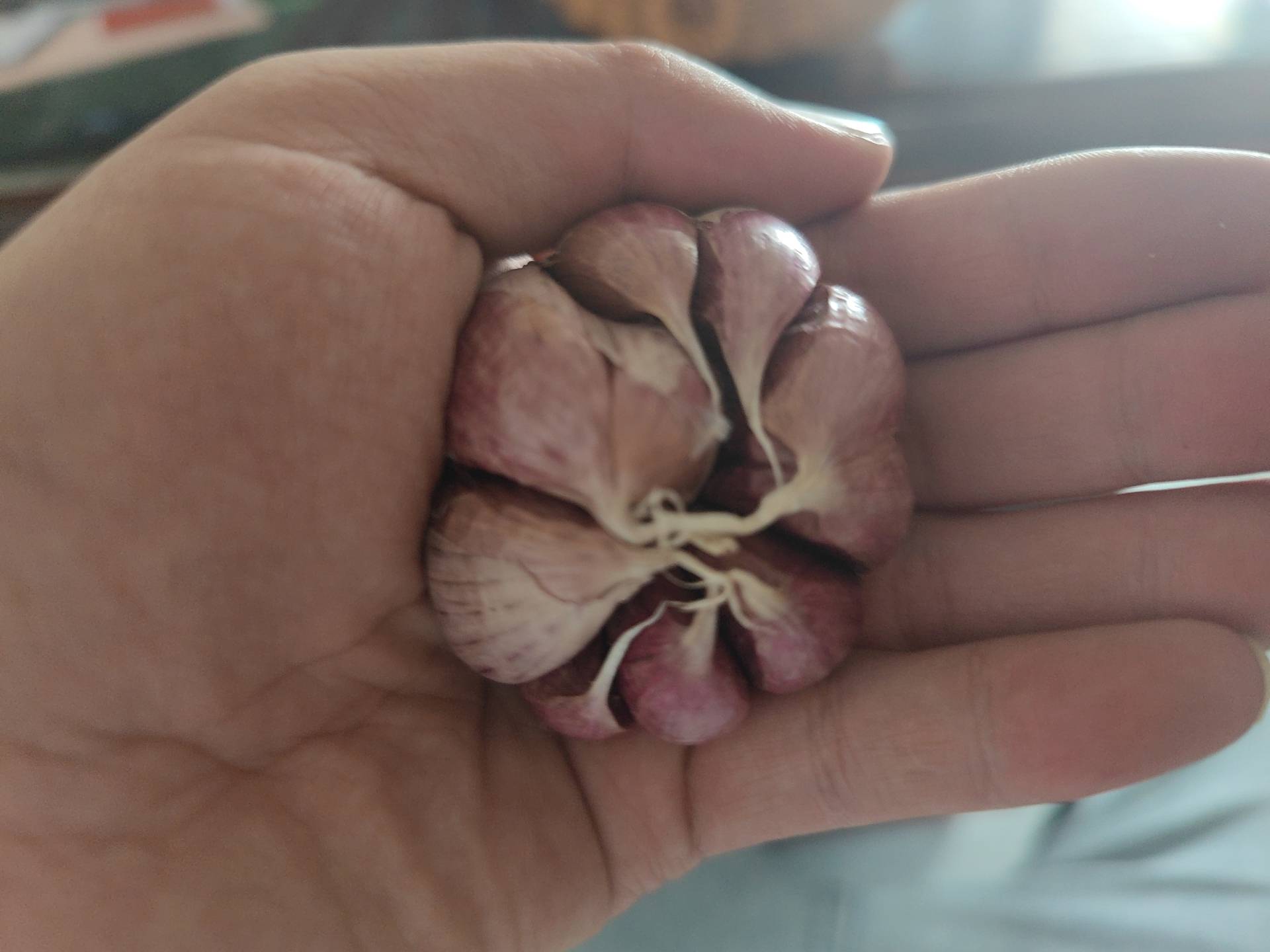 红紫皮大蒜特写
