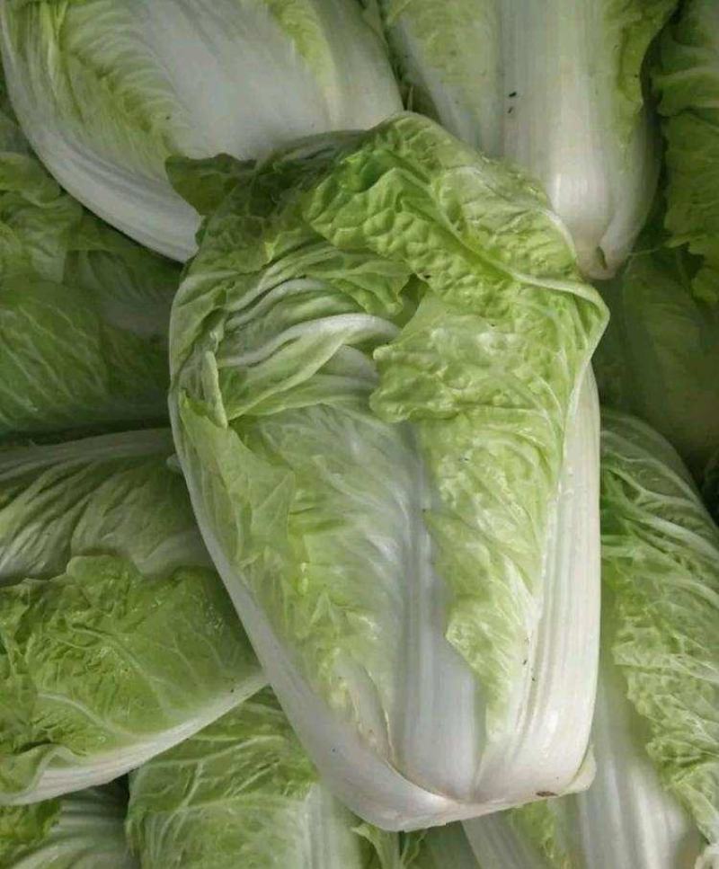 《推荐》河南开封夏阳白菜，一手货源，价格便宜，全国代发