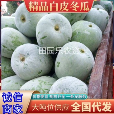 开封白皮冬瓜，产地直发，量大从优，质优价廉，稳定供货