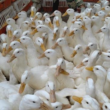 江西白鸭52天大白鸭出售，均重六斤半到七斤，急售