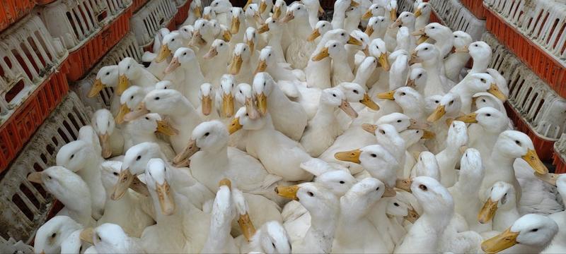 江西白鸭52天大白鸭出售，均重六斤半到七斤，急售