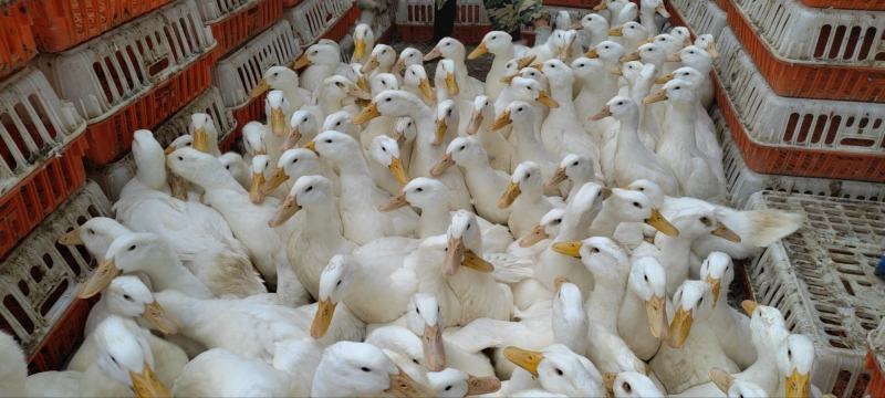江西白鸭52天大白鸭出售，均重六斤半到七斤，急售