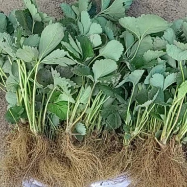 丹东草莓苗，红颜草莓苗规格齐全产地一手货源量大从优