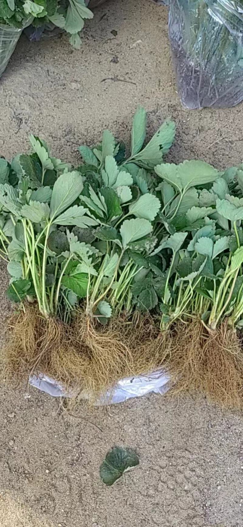 丹东草莓苗，红颜草莓苗规格齐全产地一手货源量大从优