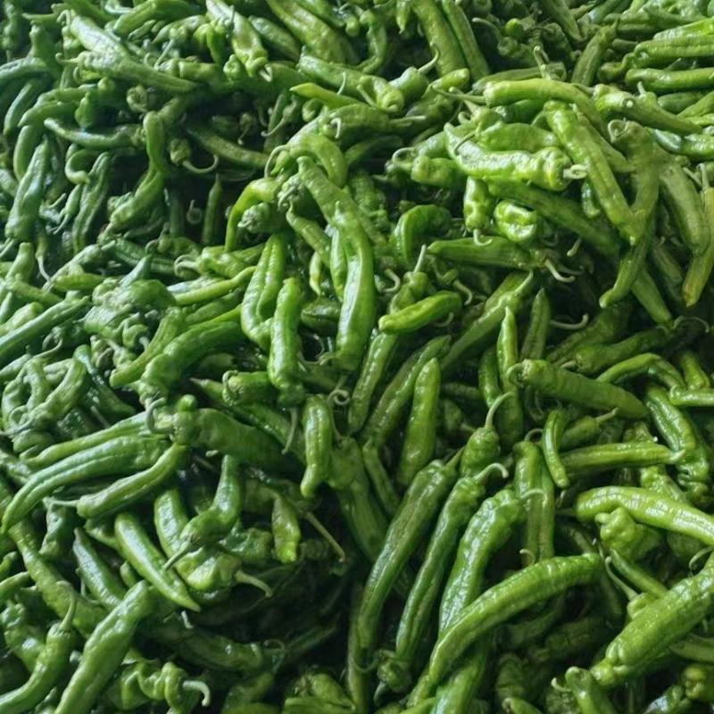 【基地供货】薄皮椒青椒精品色泽光亮鲜货量大