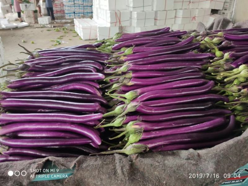 线茄【基地发货】红线茄陆地精品35公分左右光度好