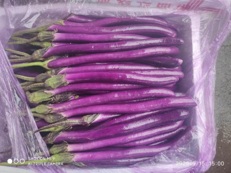 线茄【基地发货】红线茄陆地精品35公分左右光度好