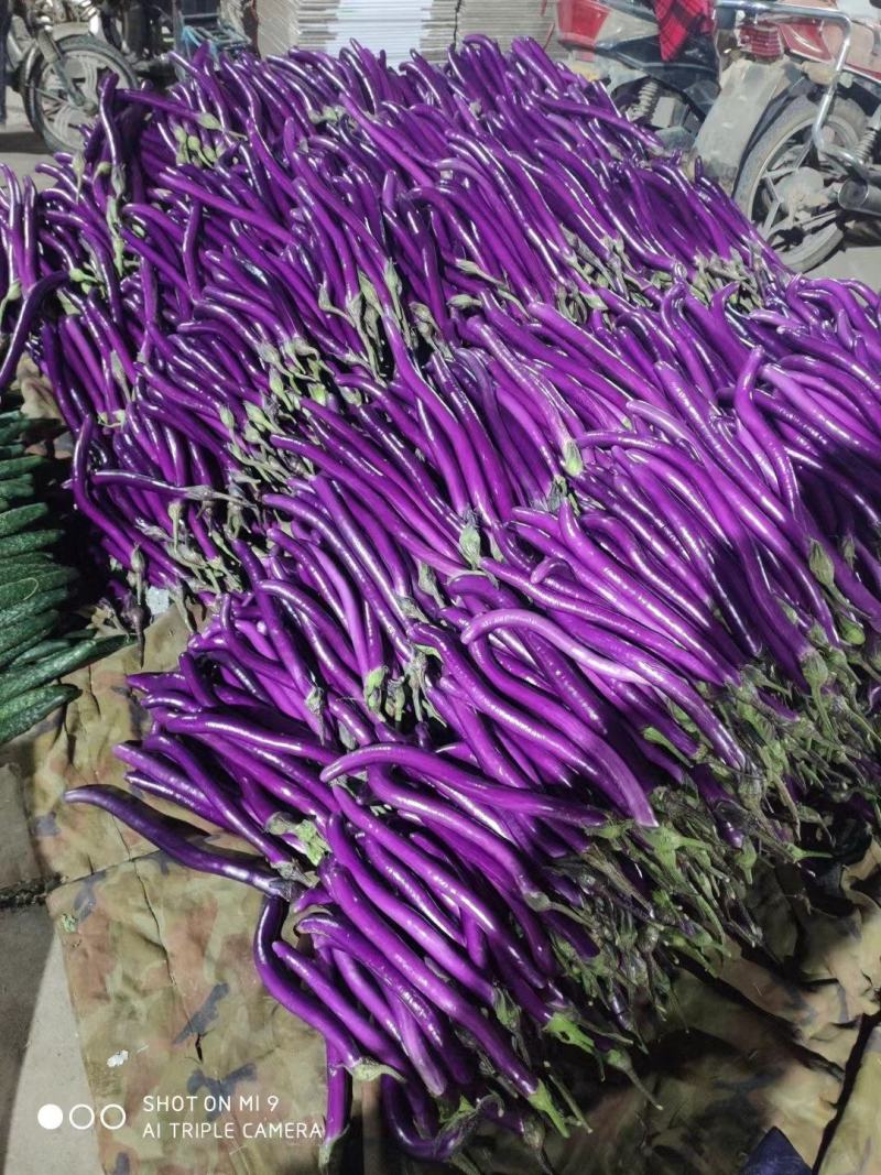 线茄【基地发货】红线茄陆地精品35公分左右光度好