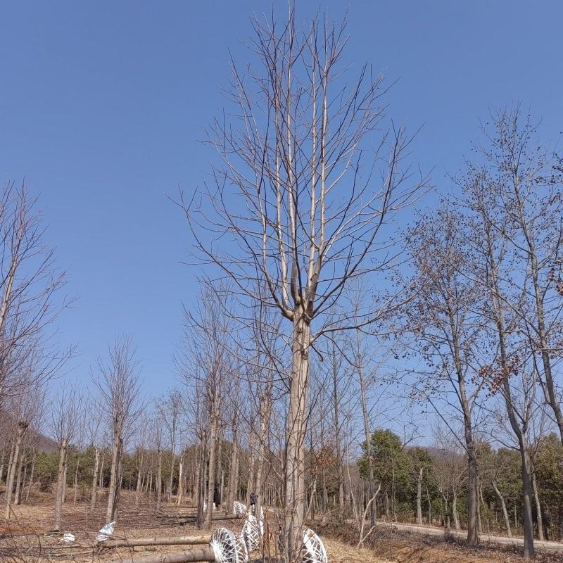 鹅掌楸价格，马褂木价格，15公分16公分马褂木，鹅掌楸价