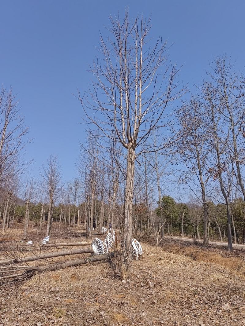 鹅掌楸价格，马褂木价格，15公分16公分马褂木，鹅掌楸价