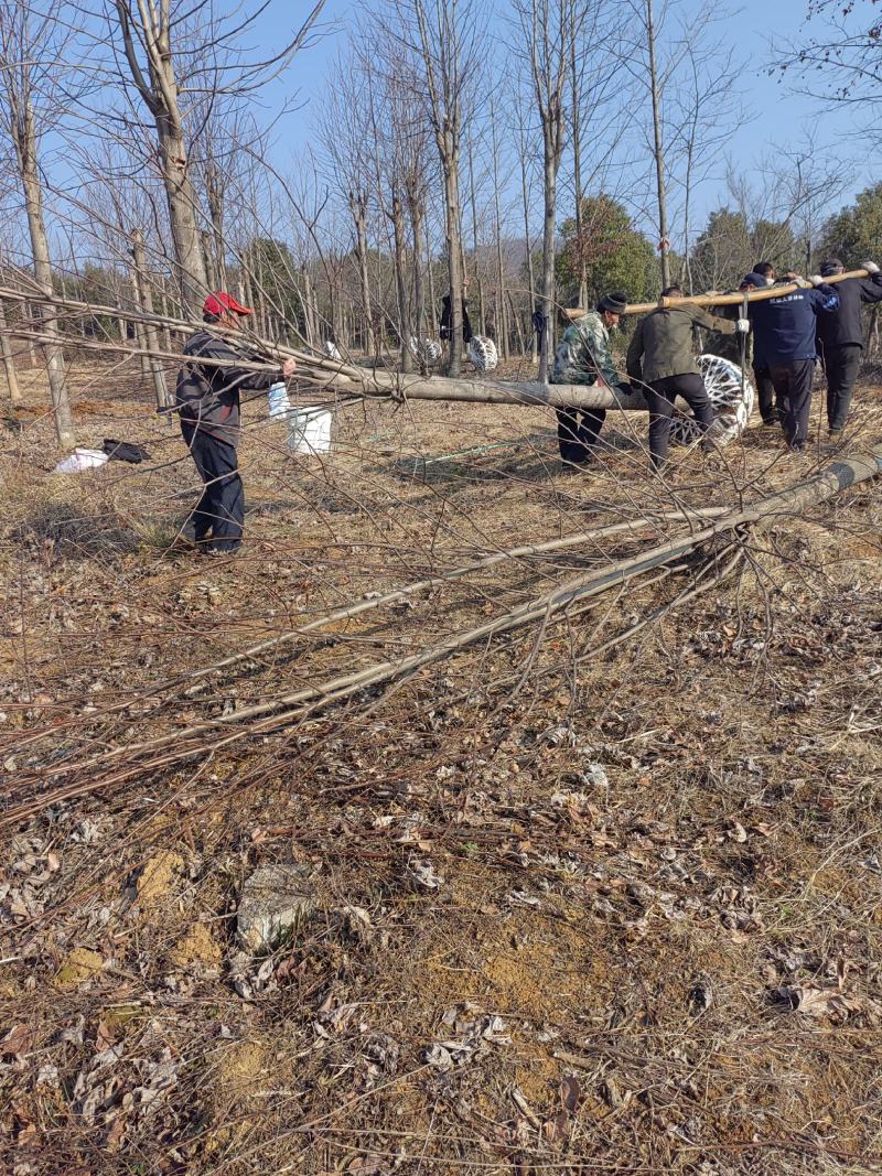 鹅掌楸价格，马褂木价格，15公分16公分马褂木，鹅掌楸价