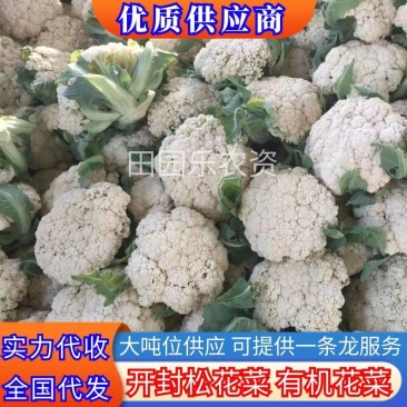 松花菜《精品推荐》河南有机花菜散花大量上市日供货上万斤