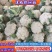 松花菜《精品推荐》河南有机花菜散花大量上市日供货上万斤