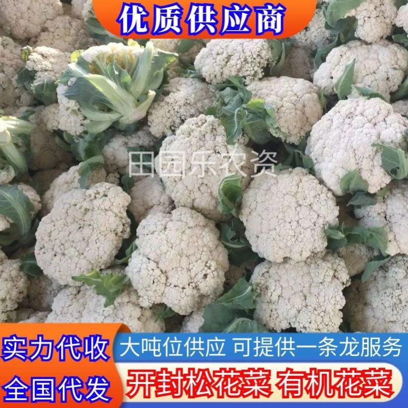 松花菜《精品推荐》河南有机花菜散花大量上市日供货上万斤