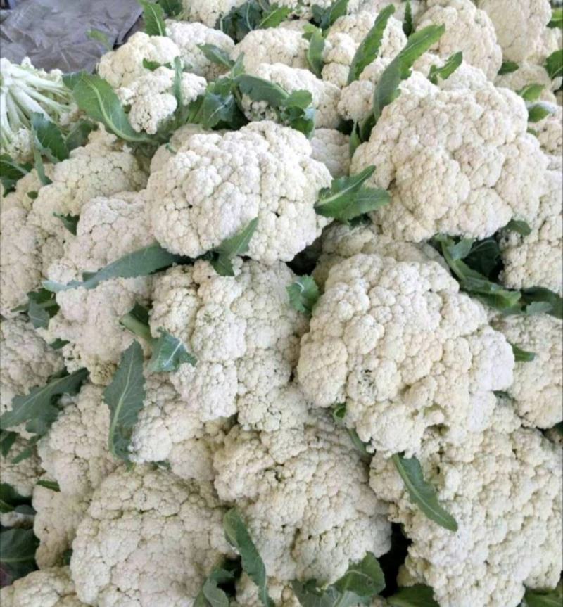松花菜《精品推荐》河南有机花菜散花大量上市日供货上万斤