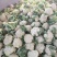 松花菜《精品推荐》河南有机花菜散花大量上市日供货上万斤