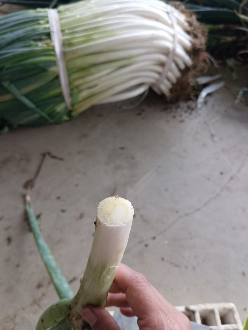 大葱