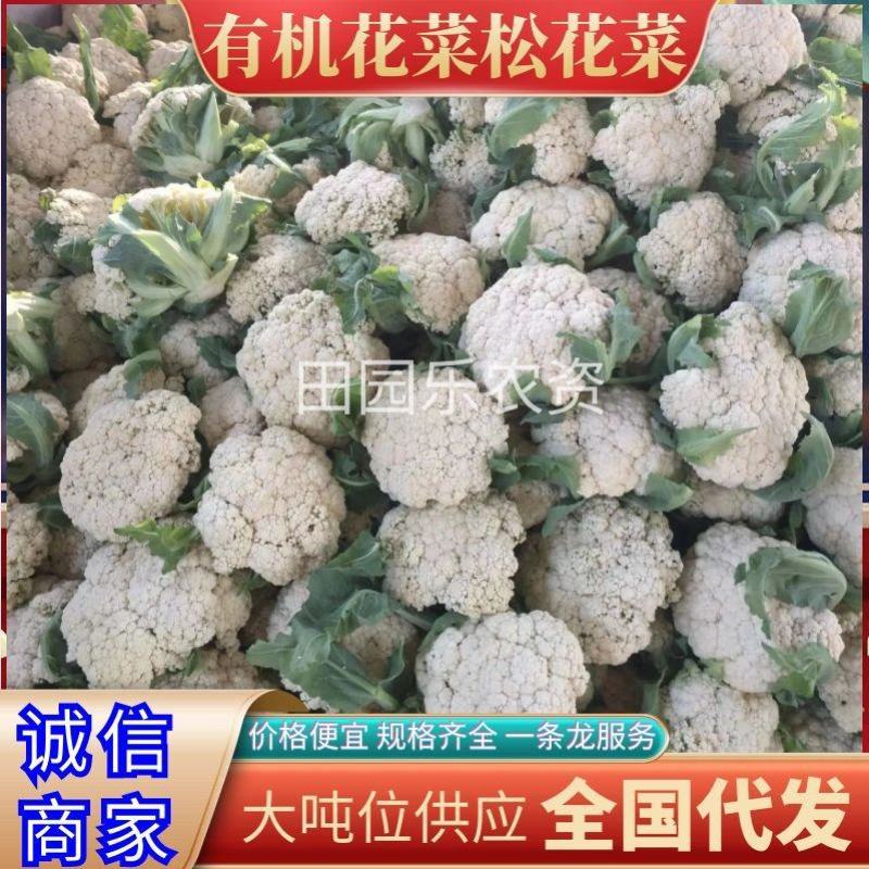 《精选》有机花菜松花菜大量供应一手货源代发全国