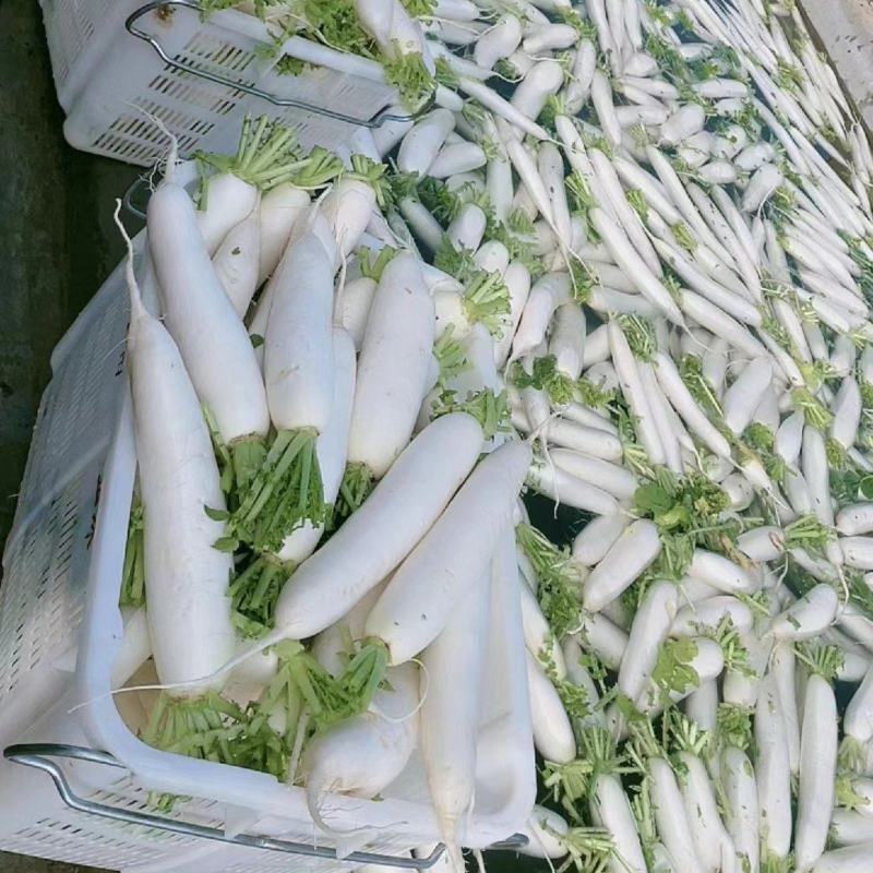 萝卜