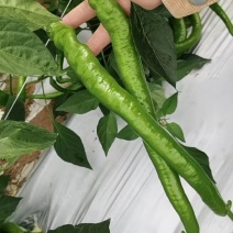 二荆条
