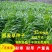 多年生黑麦草种子，高产养殖猪牛羊鸡鸭鹅鱼麦草种子