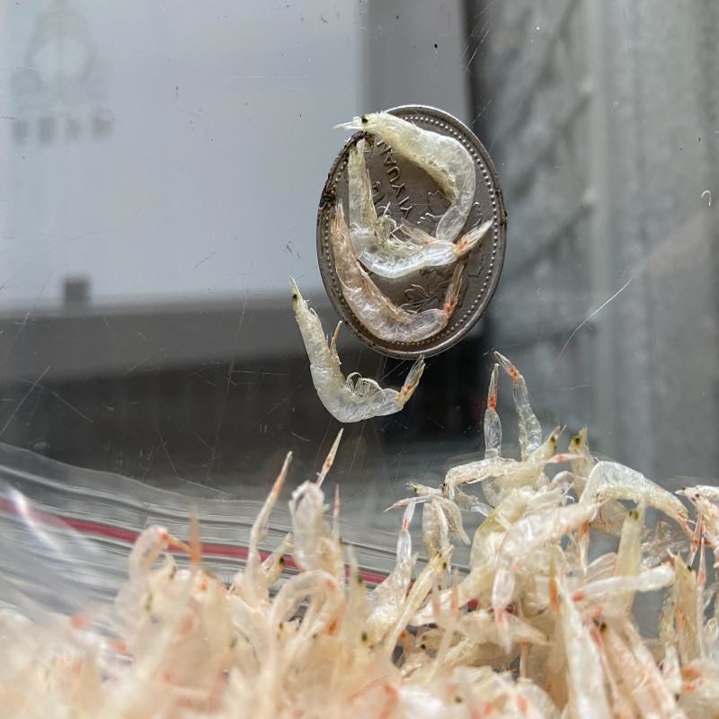 深海虾皮深海虾米无盐淡干虾米全国发货