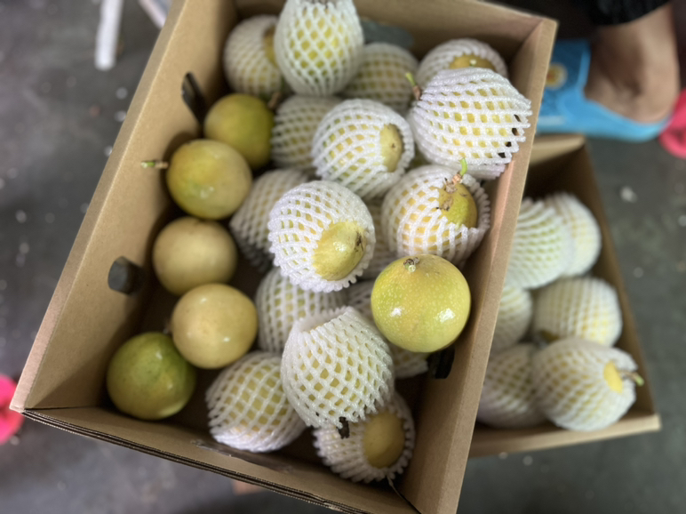 展示黄金百香果放入冰箱冷藏的场景,旁边有保鲜盒和密封袋 黄金百香果冷藏保存示意图