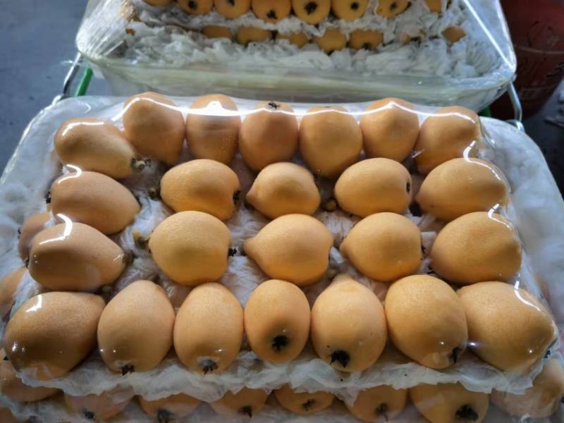 云南蒙自枇杷30克以上大果，支持空运，基地货，自产自销