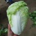 精品夏阳白菜，大白菜，产地，大量上市颜色好，供电商超市！