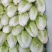 精品夏阳白菜，大白菜，产地，大量上市颜色好，供电商超市！