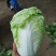 精品夏阳白菜，大白菜，产地，大量上市颜色好，供电商超市！