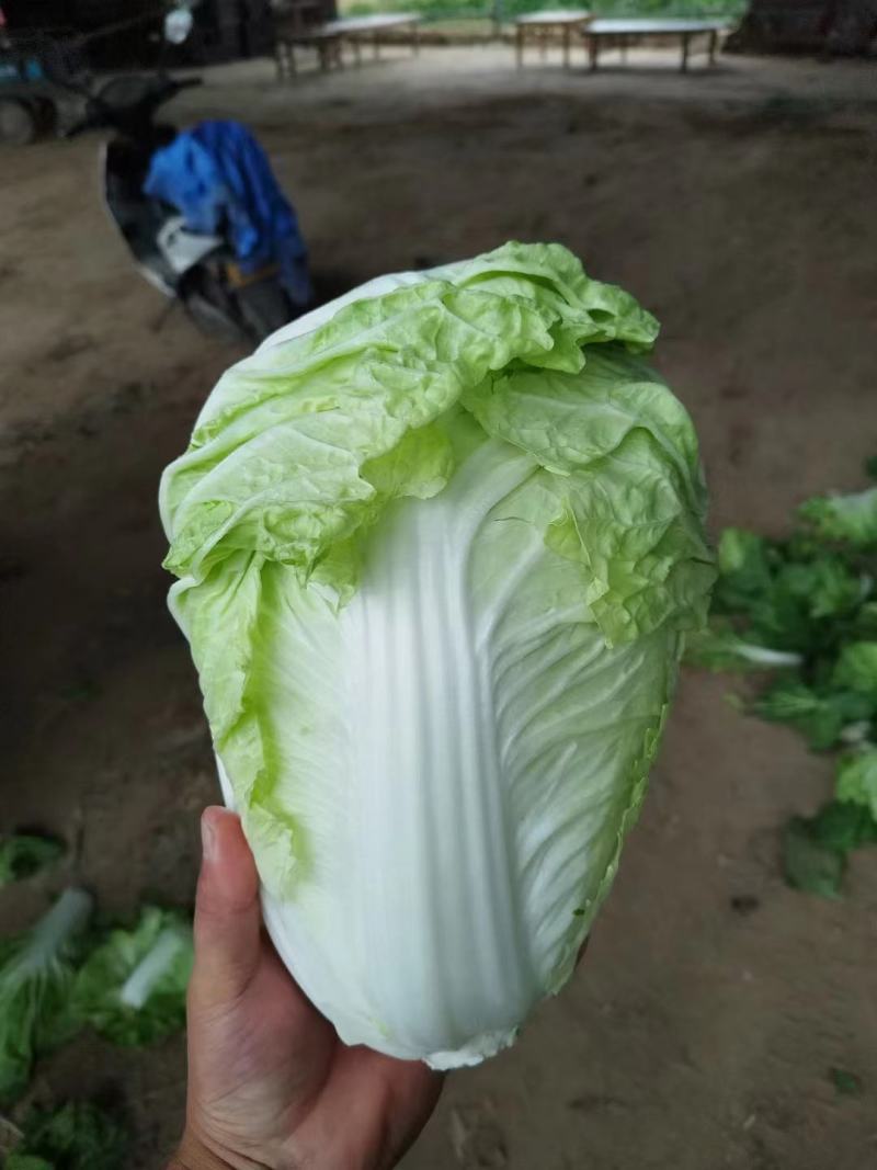 精品夏阳白菜，大白菜，产地，大量上市颜色好，供电商超市！