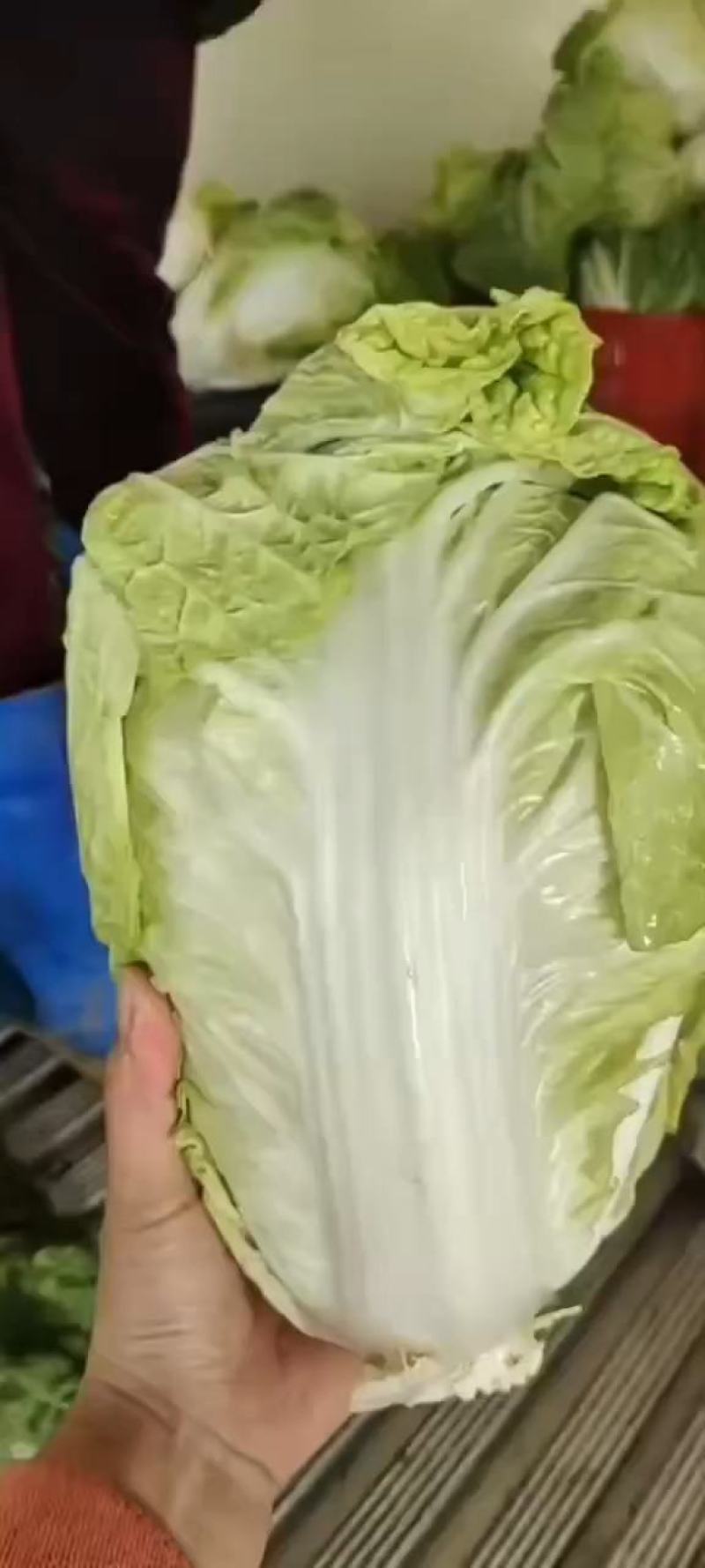 精品夏阳白菜，大白菜，产地，大量上市颜色好，供电商超市！