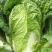 越冬王大白菜种子青菜早熟高产耐热大白菜盆栽农家田园蔬菜种