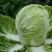越冬王大白菜种子青菜早熟高产耐热大白菜盆栽农家田园蔬菜种