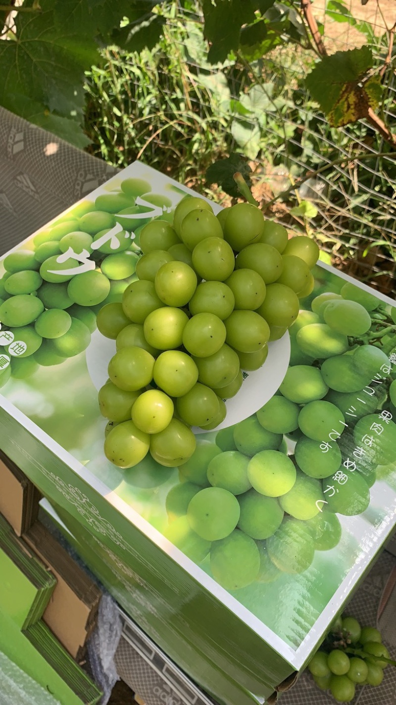 9.23日，精品阳光玫瑰