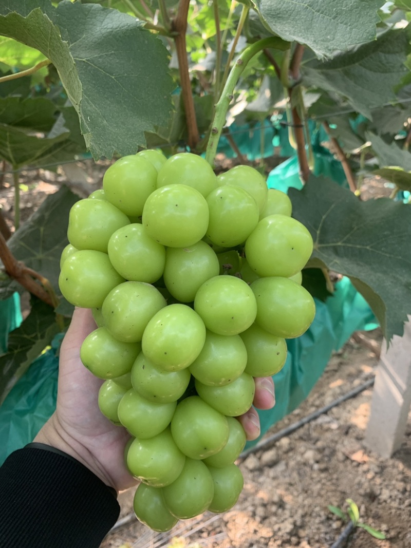 9.23日，精品阳光玫瑰