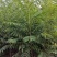 香椿苗基地货源，质好价优，规格齐全欢迎来电洽谈合作